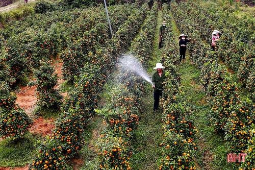 Vườn quất cảnh duy nhất ở Hương Sơn 'rộn ràng' xuống phố