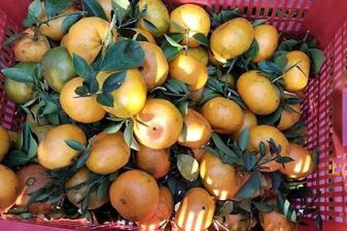 Quýt hồng Lai Vung vào mùa thu hoạch rộ