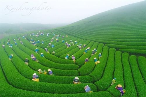 Mê đắm ngắm những 'đường cong' tuyệt mỹ của đồi chè Mộc Châu từ trên cao