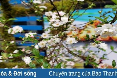 Nhất chi mai khoe sắc đón xuân