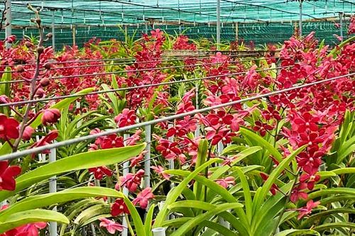 Trung tâm Nông nghiệp công nghệ cao: Nâng cao chất lượng giống cây trồng
