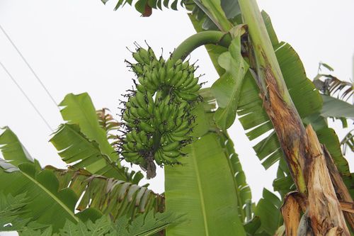 Đặc sản chuối ngự 'tiến vua' cháy hàng dịp Tết