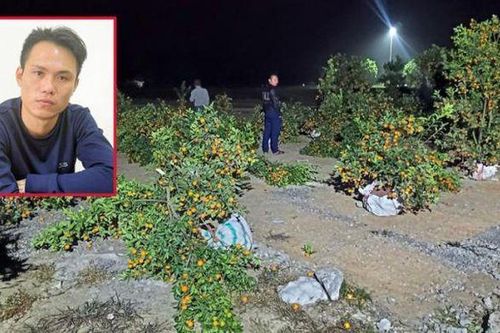 Nam thanh niên chặt phá hàng chục cây quất cảnh Tết của người dân