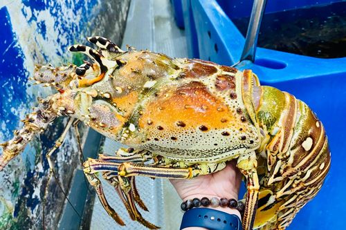 Chi tiền triệu mua tôm hùm Caribbean, cua hoàng đế ăn Tết