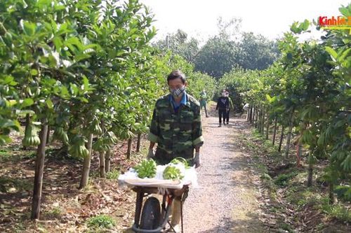 Làng phật thủ sôi động dịp Tết Nguyên đán