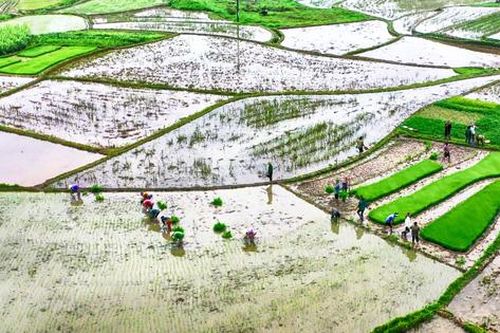 Nhiều địa phương cơ bản lấy đủ nước gieo cấy