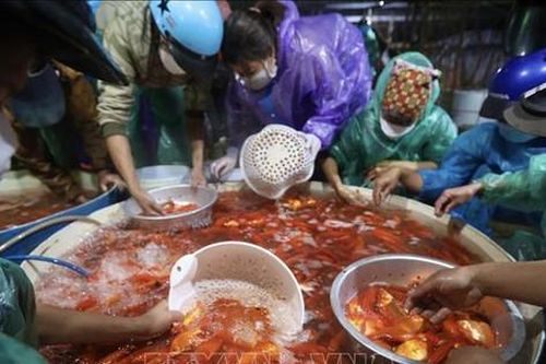 Ngày ông Công ông Táo, thực phẩm tăng giá chóng mặt