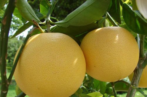 Quy tắc phong thủy bày mâm ngũ quả ngày Tết