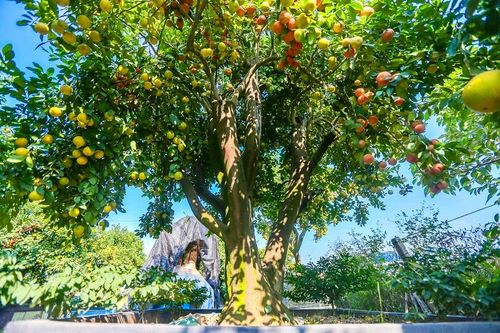 Cây cảnh độc lạ đón Tết Nhâm Dần: Quất, chanh sai lúc lỉu trên thân bưởi cổ thụ