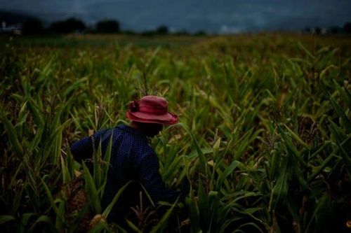 Trung Quốc 'bật đèn xanh' với cây trồng biến đổi gien