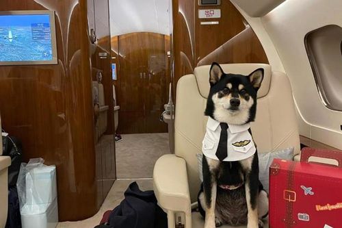Lý do nhiều người thuê hẳn máy bay riêng cho thú cưng rời Hong Kong