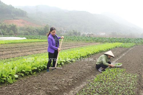 Rau Đại Từ tất bật vào vụ Tết