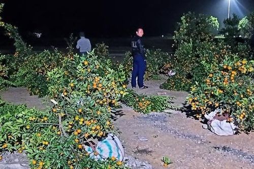 Gần Tết, một tiểu thương bị kẻ xấu chặt phá 28 cây quất cảnh