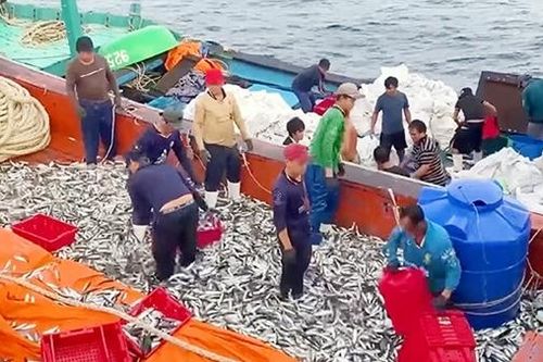 Những người đón xuân trên biển