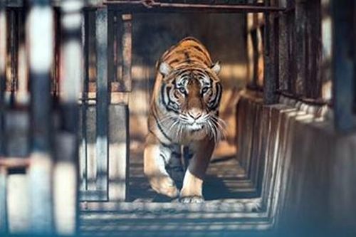 Những 'ông Ba Mươi' trong vườn cứu hộ