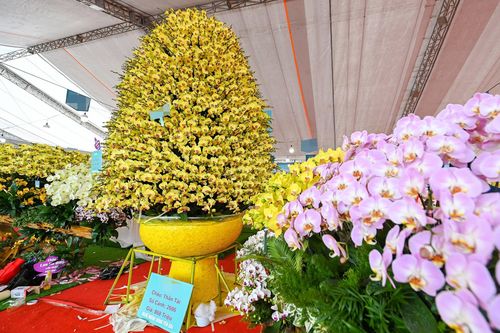 Chậu lan hồ điệp giá gần 1 tỷ đồng sát Tết vẫn chưa tìm được chủ mới