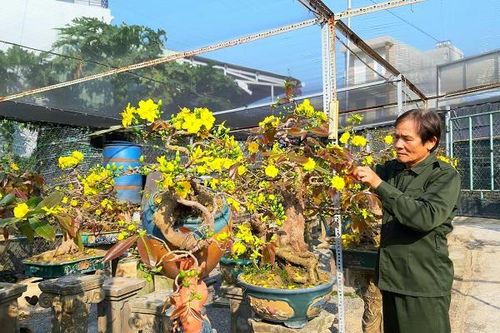 'Thủ phủ' Mai vàng lớn nhất miền Trung vào vụ Tết