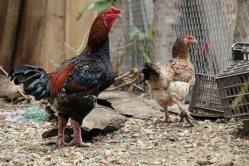 3 loại gà tiền triệu cứ đến Tết lại 'cháy hàng'