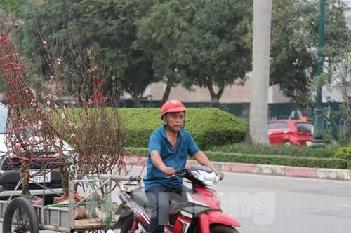Chở thuê quất, đào Tết tận nhà kiếm tiền triệu mỗi ngày