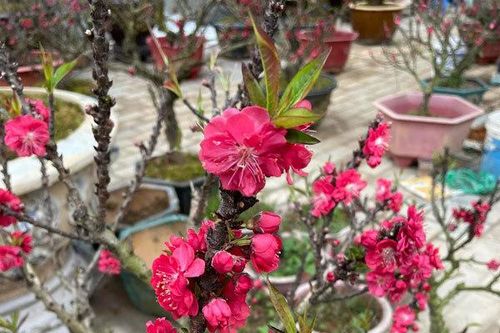 Đào thất thốn tràn vỉa hè: Ngắm nghía suýt xoa, lặng lẽ bỏ đi
