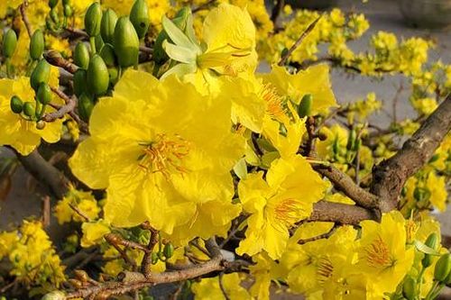 Hoa mai Bình Định 'hái' ra trăm tỷ đổ bộ Hà Nội, bonsai Tài Lộc đẹp lạ gây 'sốt'