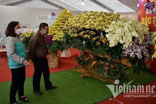 Lan hồ điệp bám thân gỗ khô, hàng hiếm dân buôn rao giá siêu đắt