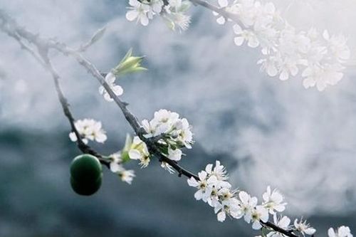 Dưới mái lá trung quân