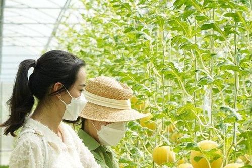 Vĩnh Long: Dưa hấu vàng ruột đỏ chưng tết hút hàng