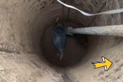 Đào giếng thấy con vật có hình thù kỳ lạ, người đàn ông hỏi dân mạng liền được khuyên: Báo chính quyền đi