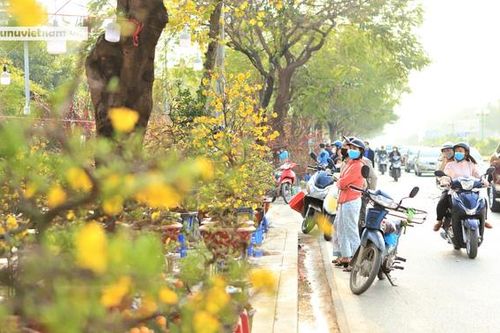 Mai vàng rực rỡ ngày cận Tết ở Hà Nội