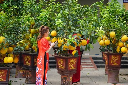 Mùa dịch và những thay đổi của thú chơi hoa, cây cảnh tết