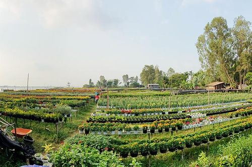 Làng hoa An Thạnh tất bật đón Tết
