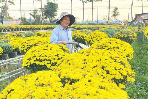 Mùa hoa rộn vui của nông dân Làng hoa Sa Đéc