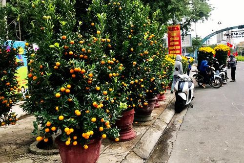 Hoa Tết khoe sắc