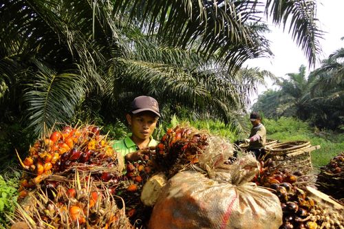 Indonesia siết chặt việc xuất khẩu dầu cọ nhằm đảm bảo nguồn cung nội địa