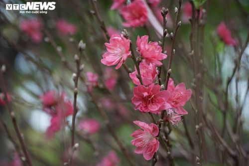 Mai, đào rực rỡ xuống phố Sài Gòn, chủ vườn lo lắng vì vắng người mua