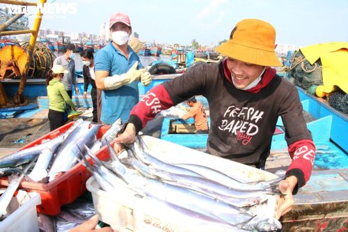 Cảng cá lớn nhất miền Trung tấp nập ngày giáp Tết