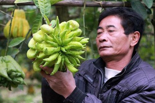 Phật thủ được mùa trúng giá, nông dân vui mừng thương lái hào hứng