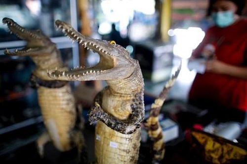 Thịt cá sấu 'cháy hàng' ở Thái Lan khi thịt lợn trở thành 'xa xỉ phẩm'