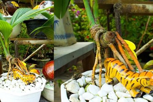 Dừa bonsai tết hình con giáp độc đáo ở Quảng Ngãi
