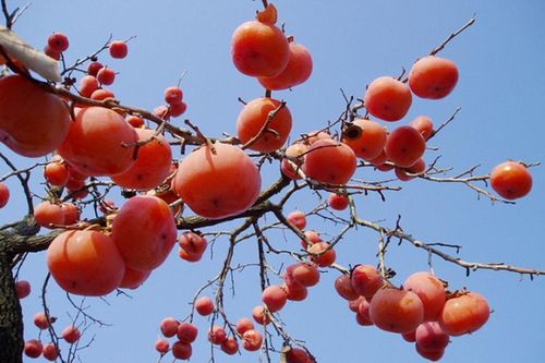Trồng cây Thất Tuyệt cổ nhân khuyên, gia chủ hưởng phúc trọn đời