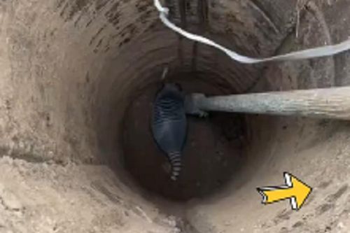 Thấy thú lạ khi đào giếng, dân làng hốt hoảng: 'Báo chính quyền ngay!'