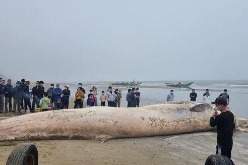 Thanh Hóa: Xác cá voi gần 10 tấn trôi dạt vào bờ biển