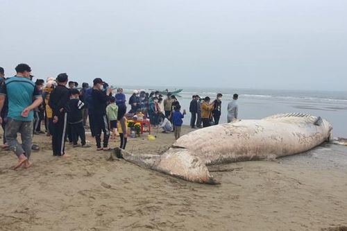 Xác cá voi trắng nặng 10 tấn trôi dạt vào bờ biển Thanh Hóa