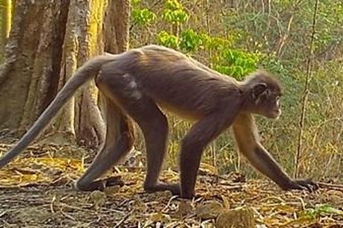 Hơn 200 loài động- thực vật mới được phát hiện ở Việt Nam và khu vực sông Mekong