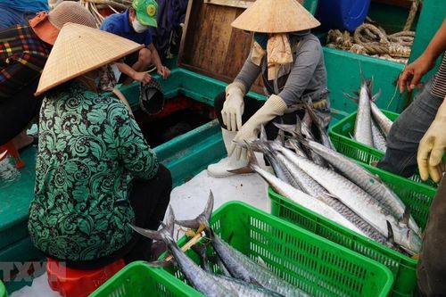 Bà Rịa-Vũng Tàu: Ngư dân trúng lộc biển chuyến ra khơi cuối năm