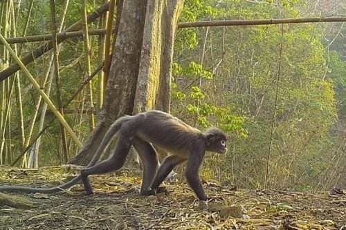 WWF: Phát hiện hơn 220 loài mới tại khu vực Mekong mở rộng