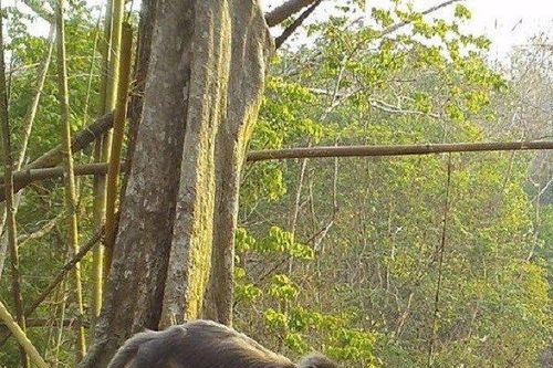 Tìm thấy khỉ ma cực hiếm ở vùng Mê Kông