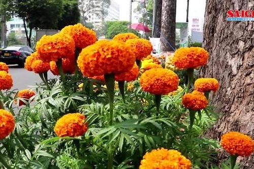 Hoa kiểng, dưa hấu, bánh mứt rộn rã xuống phố, tha hồ mua sắm