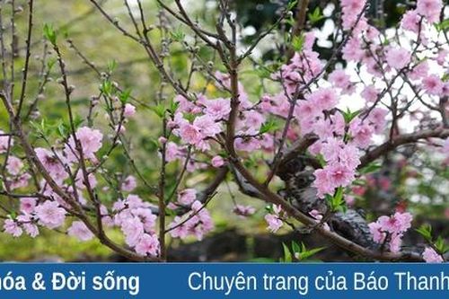 Hoa xuân rộn ràng trên phố